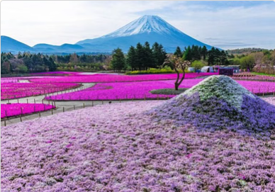 Tokyo Mount Fuji and Hakone Private Day Tour