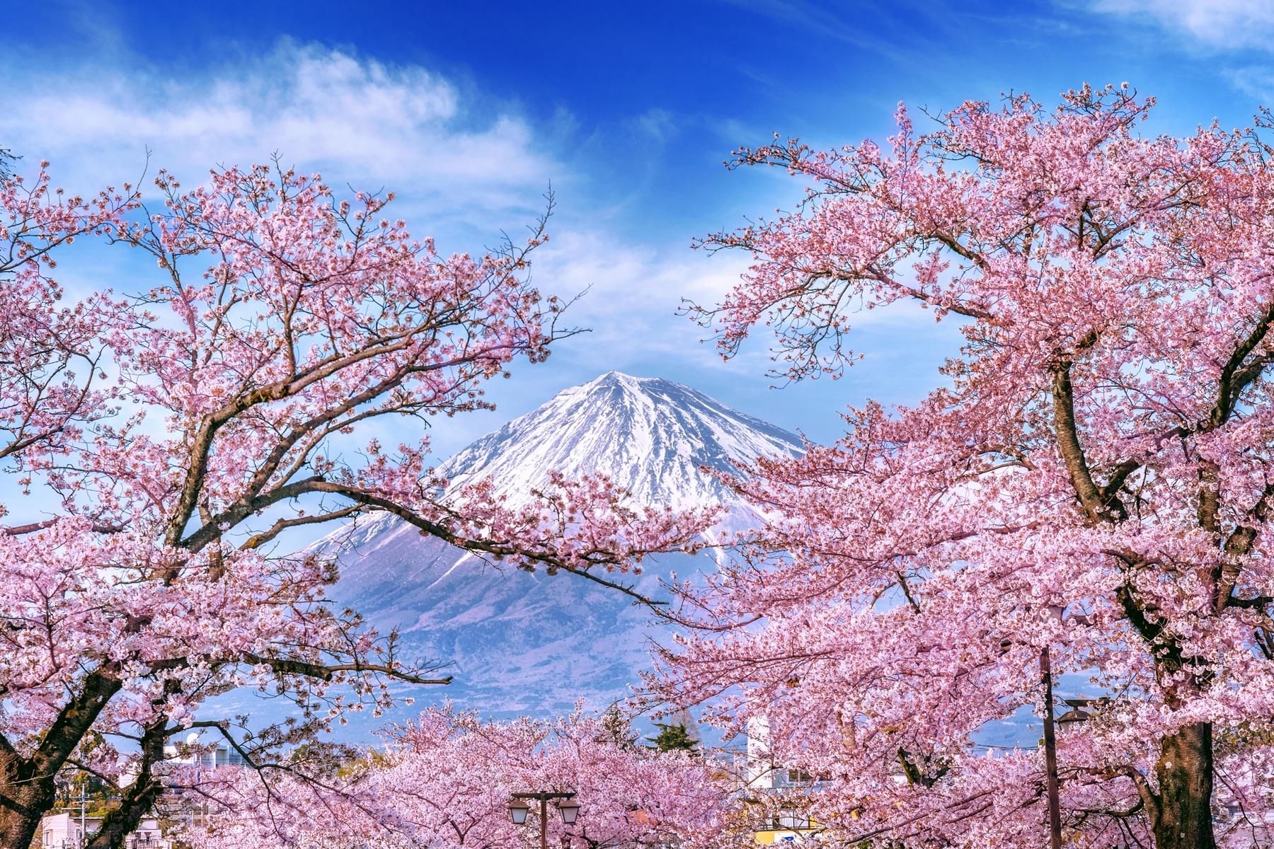 【2026 Official Forecast】Tokyo Sakura is Arriving Early! Here is Your Survival Guide